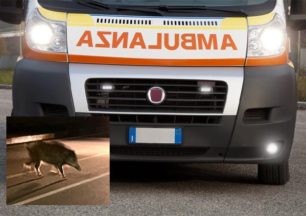 Castellaneta: “In moto contro un cinghiale. Due persone trasportate al SS. Annunziata di Taranto.” 