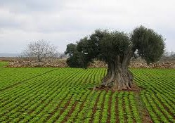 Laterza: " Istituzione dell'elenco degli alberi monumentali d'Italia"